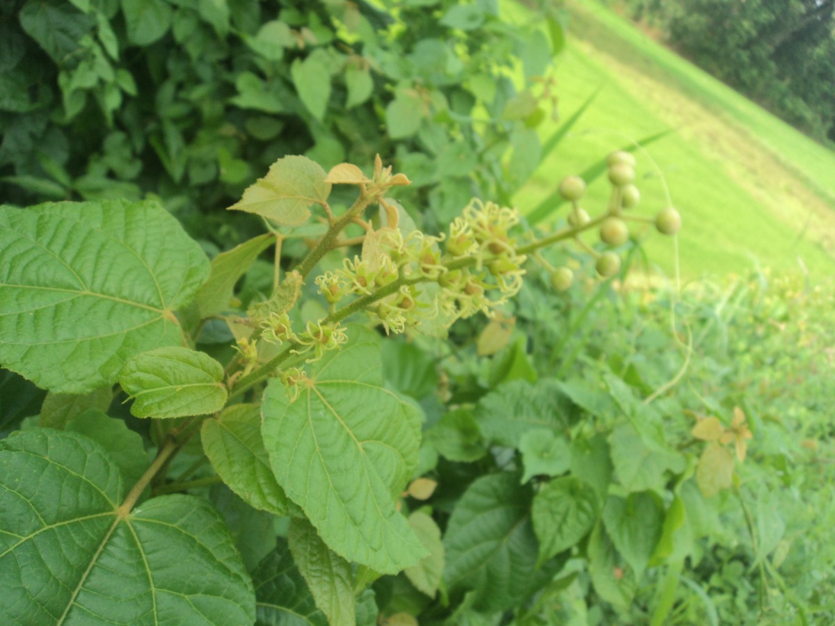 Croton caudatus Geiseler